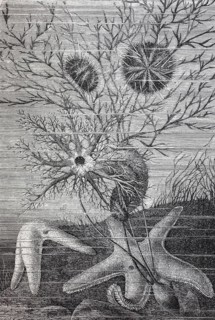 Echinoderm ist die gebraeuchliche Bezeichnung fuer jedes Mitglied des Stammes Echinodermata von Meerestieren