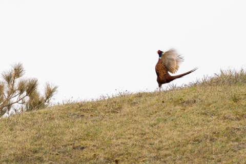 Pheasant