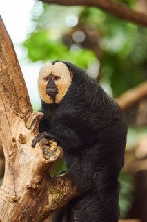 White-faced saki