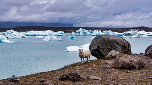 Icebergs in the bay of Yoekulsarlon