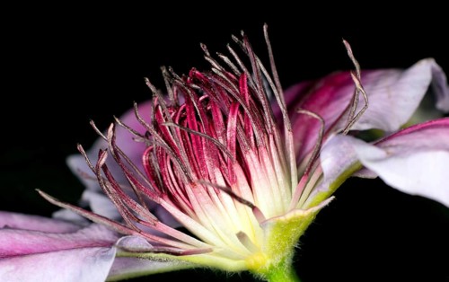 Close-up of a climbing plant