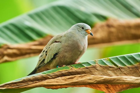 Croaking ground dove