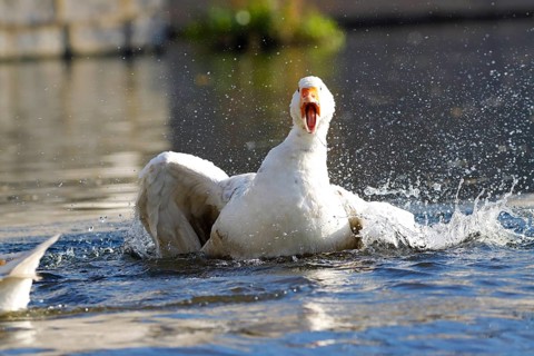 Domestic goose