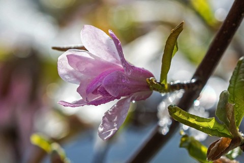 Bluete der Sternmagnolie