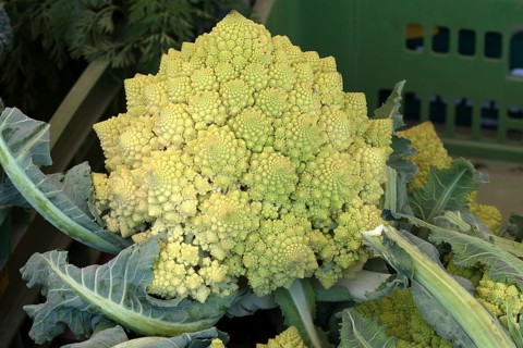 Broccoli vegetable cabbage