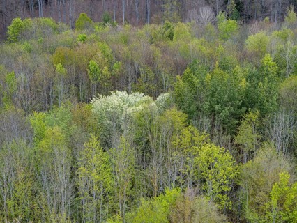 Baeume im Naturpark Schoenbuch bei Herrenberg