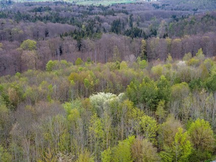 Baeume im Naturpark Schoenbuch bei Herrenberg