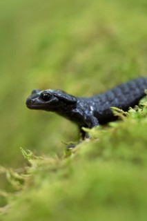 Alpine salamander