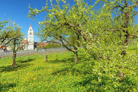 Fruit tree blossom in spring