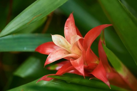 Droophead tufted airplant