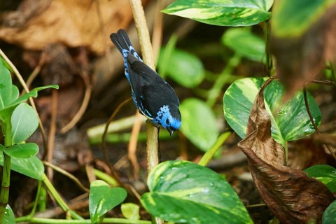 Turquoise tanager