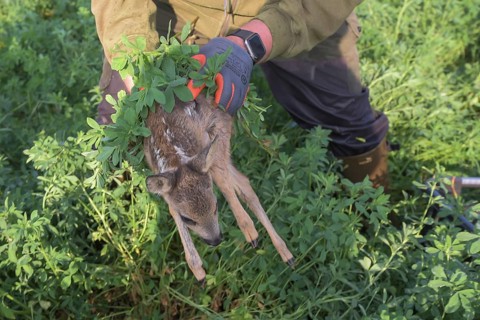 Fawn