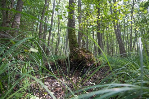 Mixed beech forest