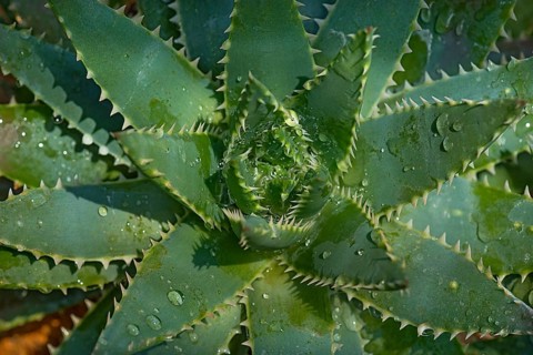 Short-leaved aloe