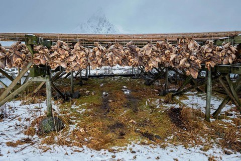 Drying flakes with stockfish cod fish in winter. Reine fishing village