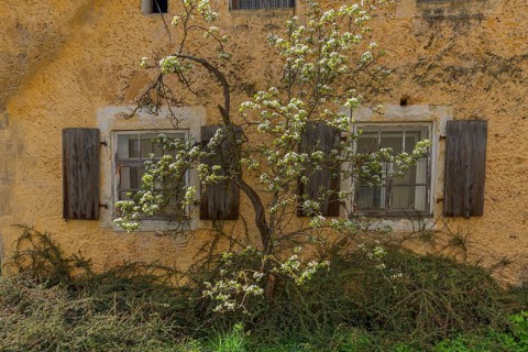 Flowering pear