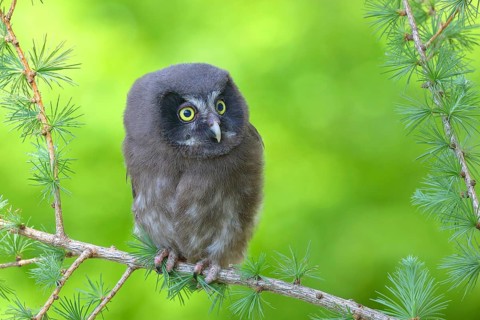 Tengmalm's Owl