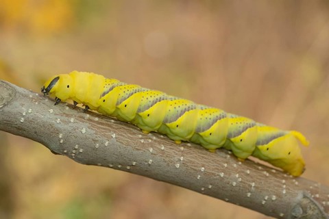 Larva