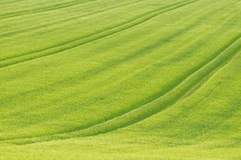 View over a grain field