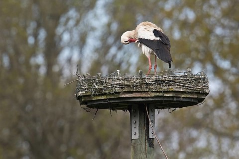 Weissstorch