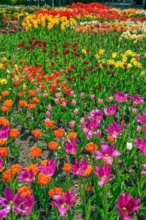 A tulip