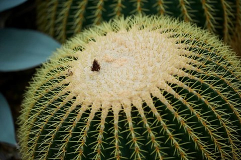 Golden barrel cactus