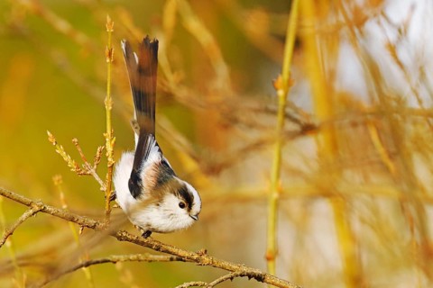 Tail Tit