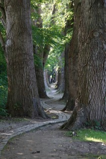 Poplar avenue natural monument on the north side of the Woehrdbad on the Danube island Oberer Woehrd