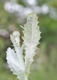 Gewoehnliche Eselsdistel