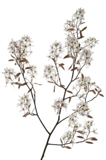 Flowering branch of a snowy mespilus