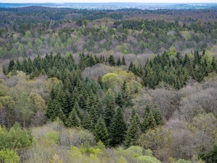 Baeume im Naturpark Schoenbuch bei Herrenberg