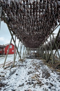 Drying flakes with stockfish cod fish in winter. Reine fishing village
