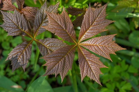 Leaves of show-leaf red