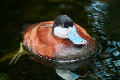 Ruddy duck