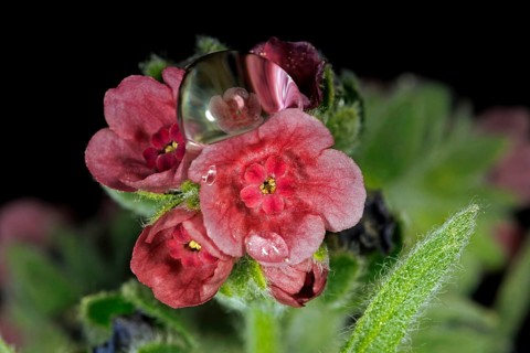 The flower of a common houndstongue
