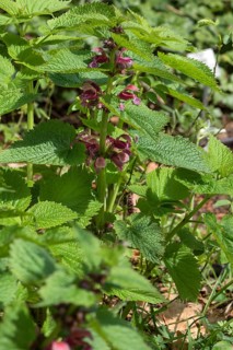 Large-flowered dead-nettle