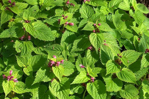 Large-flowered deadnettles