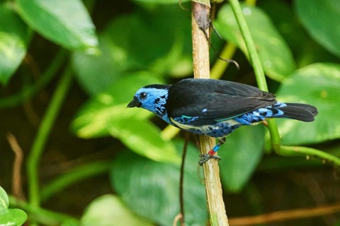 Turquoise tanager