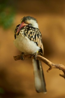 Northern red-billed hornbill
