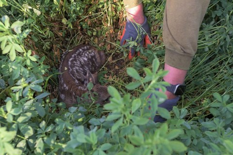 Clutch with fawn
