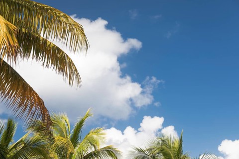 Tropical palm branches against blue sky and clouds ready for your text
