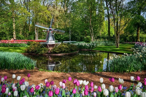 Keukenhof flower garden