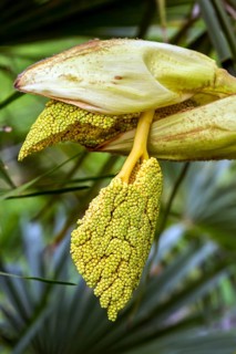 Inflorescence of the Chinese chusan palm