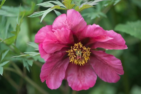 Tree peony