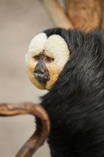 White-faced saki