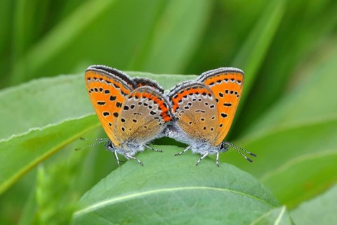 Blue iris fire butterfly
