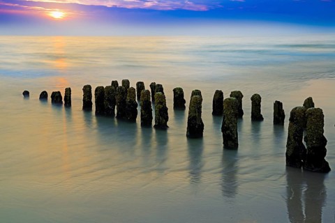 Algae-covered groynes at sunset on the beach of Rantum