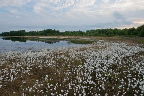 Common cottongrass