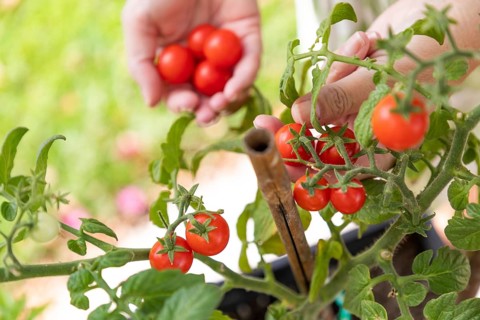 Woman picking ripe cherry tomatoes on the vine in the garden