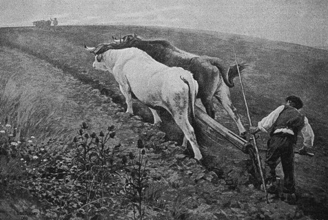 Pfluegen mit dem Ochsengespann